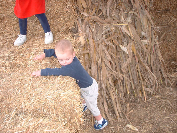 Atticus climbs off the bale of hay.jpg 130.1K